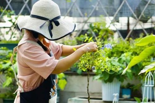 Khu vườn 20m² phủ kín hoa trên sân thượng của cô gái 9x