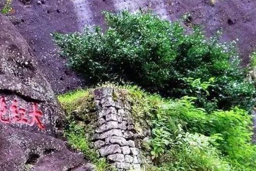 Loại cây mỗi năm chỉ ra vài gram thành phẩm, hiếm tới mức được chính quyền thành phố mua bảo hiểm hơn 300 tỷ