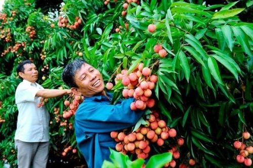 3 Bộ 'vào cuộc' để quả vải Bắc Giang sắp được chiếu xạ tại phía Bắc