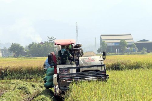 Thêm một vụ lúa đông xuân thắng lợi
