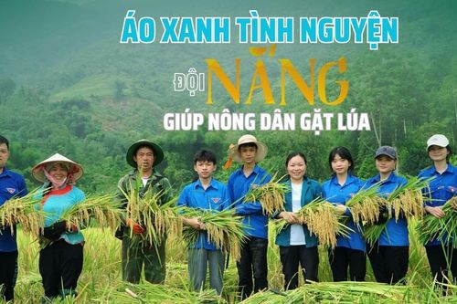 Áo xanh tình nguyện 'đội nắng' giúp nông dân gặt lúa