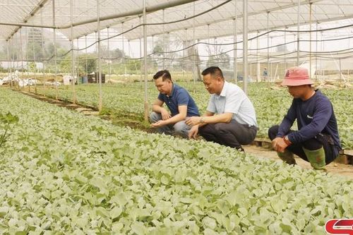 Phát triển nông nghiệp ứng dụng công nghệ cao