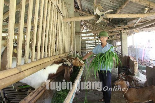 Bảo vệ vật nuôi mùa nắng nóng