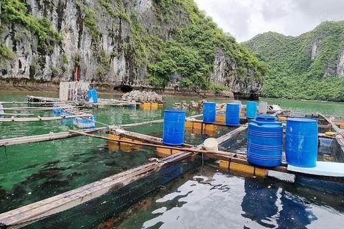 Cát Hải (Hải Phòng): Tập trung hoàn thành việc tháo dỡ các cơ sở nuôi trồng thủy sản trong tháng 6/2023