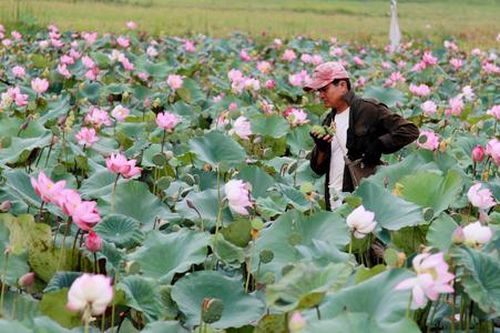 Đất trũng 'nở hoa' nhờ trồng sen hàng hóa