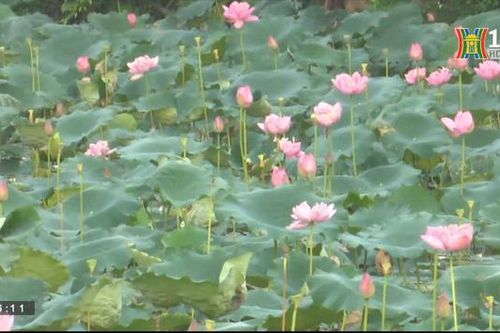Sắc sen hồ Tây