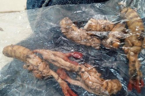 Hai mẹ con ngộ độc nặng do ăn nấm mọc trên xác ve sầu