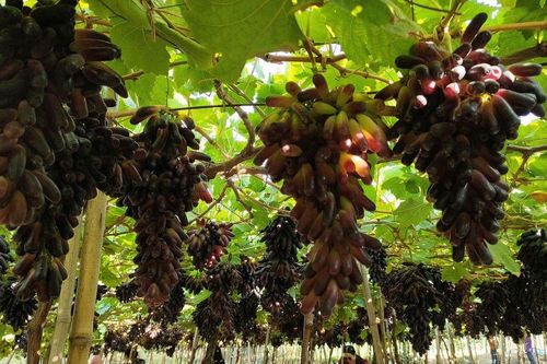 Ninh Thuận sẽ tổ chức Lễ hội Trái cây huyện Ninh Sơn 2023