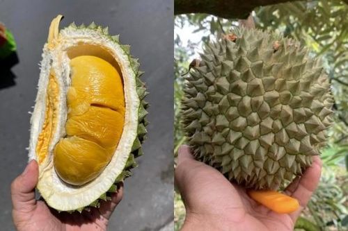 Những điều chưa biết về giống sầu riêng 'đắt nhất Việt Nam'