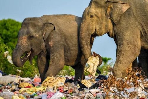 Hàng loạt voi, hươu chết vì ăn phải rác thải nhựa