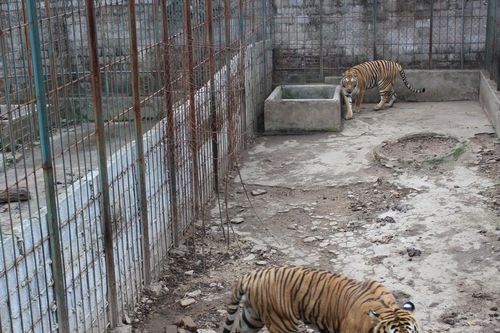 Hộ dân tiến hành bàn giao 6 cá thể hổ cho Nhà nước