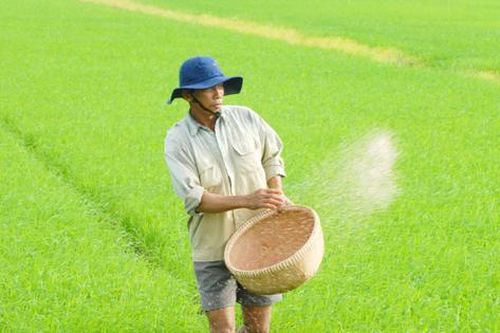 Nông dân thở phào vì phân bón cắt 'cơn sốt' giá