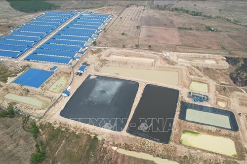 Ba trang trại chăn nuôi gây ô nhiễm bị xử phạt gần 1 tỷ đồng