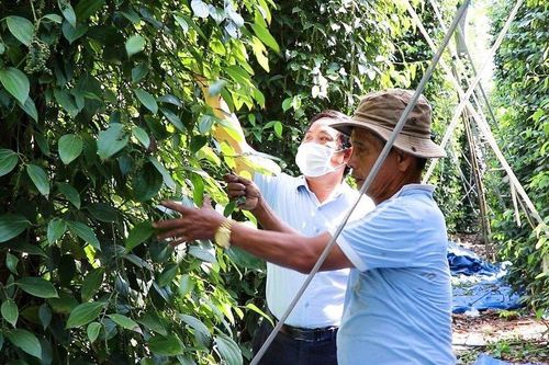 Bà Rịa-Vũng Tàu: Tăng cường mở rộng diện tích trồng cây cacao