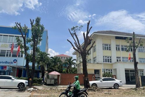 Lý do nhiều cây xanh trên đường Phạm Văn Đồng bị cắt, tỉa trụi cành