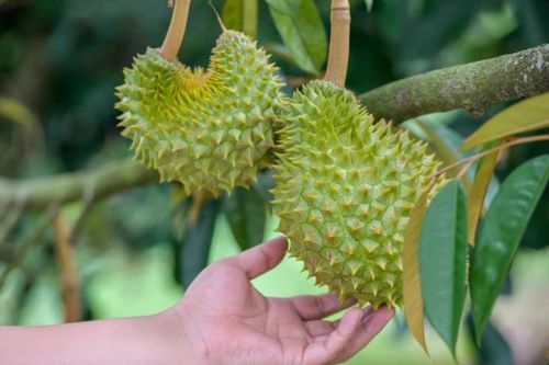 Tưởng đe dọa vị thế của Việt Nam, Thái Lan, sầu riêng Trung Quốc tự trồng vụ đầu chỉ đạt 0,005% nhu cầu
