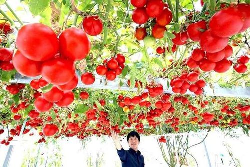 Nhật Bản: Cây cà chua 12.000 trái