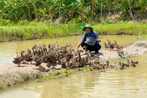 Hiệu quả từ mô canh tác nông nghiệp sinh thái ở huyện Tam Nông