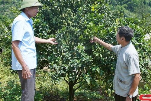 Phù Yên chăm sóc cây ăn quả có múi