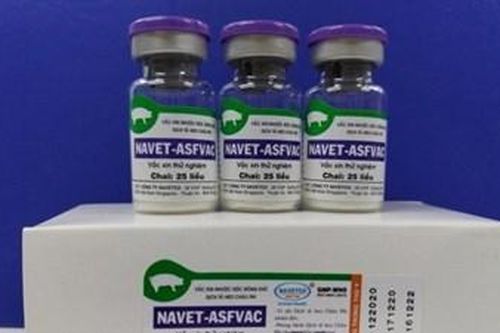 Vaccine phòng tả lợn châu Phi đầu tiên trên thế giới sắp được phê duyệt tại Việt Nam