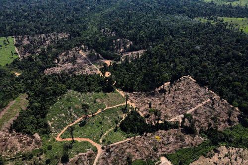 812 km2 rừng Amazon bị chặt phá riêng trong tháng 5