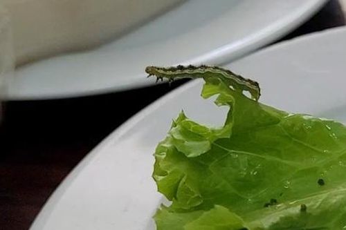 Xử phạt bánh tráng Hoàng Bèo sau sự cố có sâu bò lổm ngổm trên rau xà lách