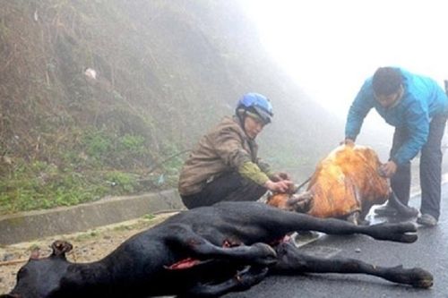 14 người nhiễm bệnh nhiệt thán, người dân không giết mổ, tiêu thụ gia súc bệnh