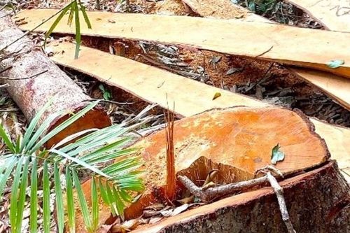 Gia Lai: Phát hiện 52 cây gỗ bị cưa hạ trái phép