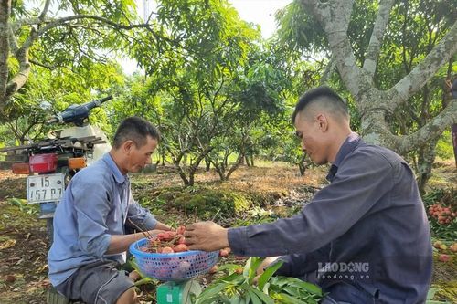 Vải u trứng trắng ở Hải Dương ngon cỡ nào ai nhìn cũng ham ăn?