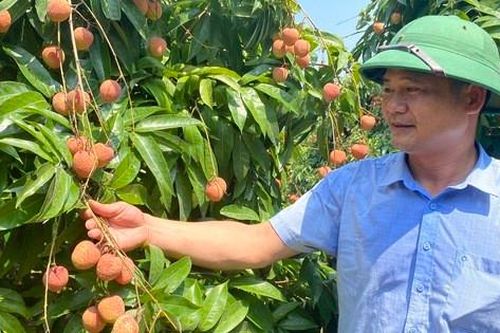 Vải chín sớm ngon của Tân Yên 'hiên ngang' đi ra chợ thế giới