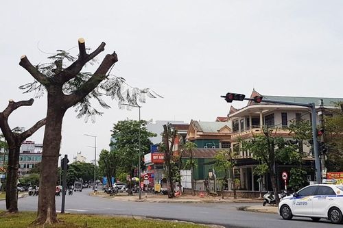 Tại sao hàng loạt cây xanh ở Huế bị cắt trụi cành giữa trời nắng?