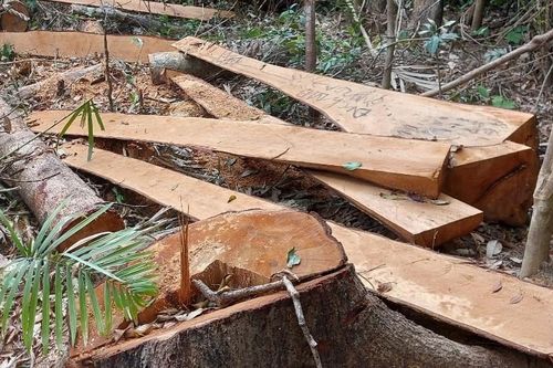Gia Lai: Điều tra việc 52 cây gỗ tự nhiên bị cắt hạ trái phép