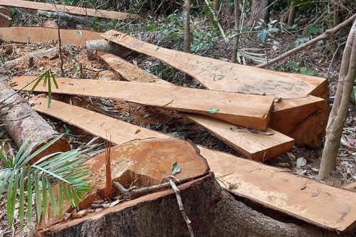 Gia Lai: Khởi tố vụ án chặt hạ 52 cây gỗ rừng trái phép