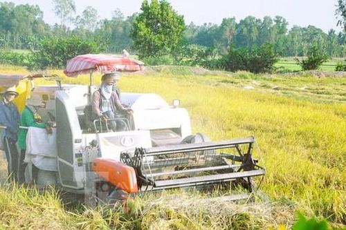 Hậu Giang đăng cai Festival lúa gạo Việt Nam năm nay