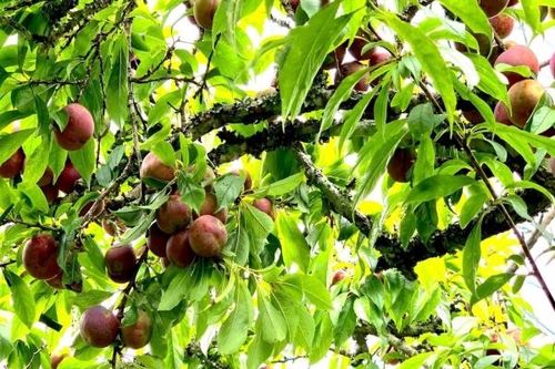 Mận tam hoa chín đỏ trên 'Cao nguyên trắng Bắc Hà' níu chân du khách