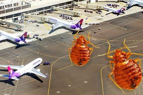 Rệp tấn công khiến sân bay Mỹ 'lao đao'