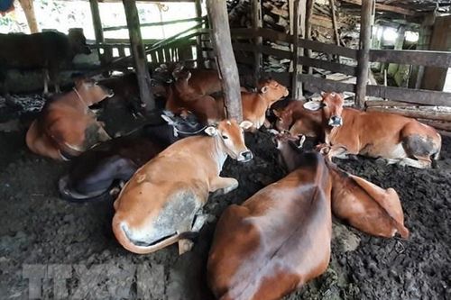Cục Thú y cảnh báo nguy cơ dịch than tại 6 tỉnh biên giới phía Bắc