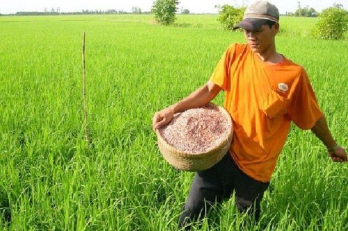 Giá phân bón giảm, nông dân hứng khởi vào vụ mới