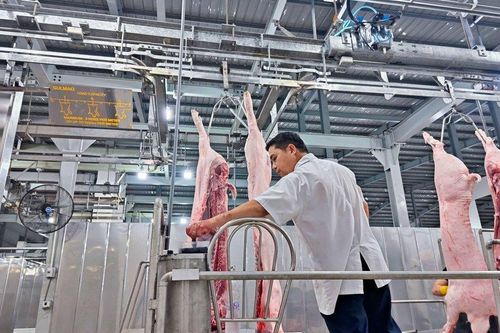 Tp.HCM kiểm soát giết mổ gia súc, từng bước đảm ứng nhu cầu thịt sạch