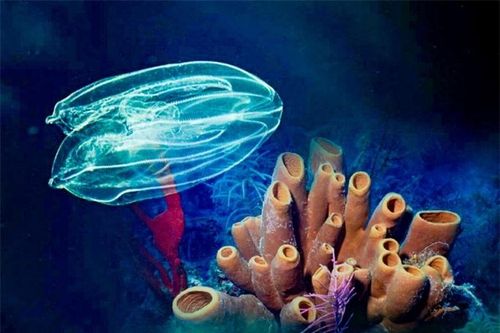 Bất ngờ với chân dung 'ông tổ' 700 triệu tuổi của chúng ta