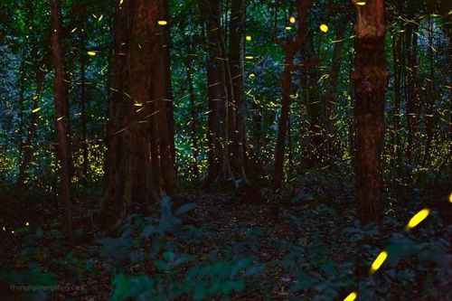 Giữa đêm, 'ngàn sao' sáng rực bỗng hiện ra ở rừng Cúc Phương