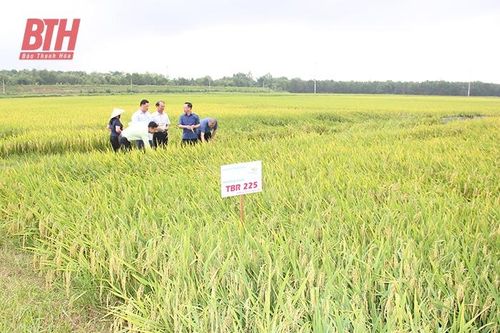 Doanh nghiệp-HTX-nông dân cùng phát triển: Nhìn từ vụ lúa xuân 2023