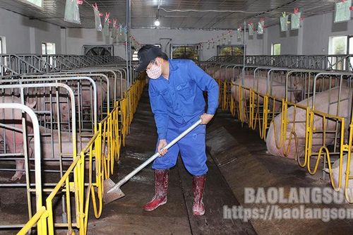 Phát triển chăn nuôi tập trung gắn với bảo vệ môi trường