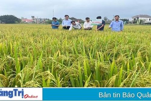 Sản xuất nông nghiệp vụ đông xuân ở huyện Gio Linh đạt kết quả cao
