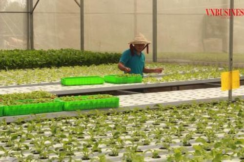 Liên kết nâng tầm giá trị rau sạch giúp nông dân Củ Chi có đời sống ấm no