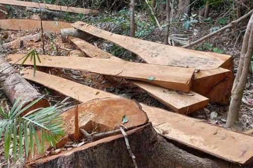 52 cây gỗ bị cưa hạ trơ gốc trong rừng phòng hộ