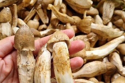 Đặc sản chỉ có mùa mưa, người dân sẵn sàng chi tiền triệu lùng mua bằng được