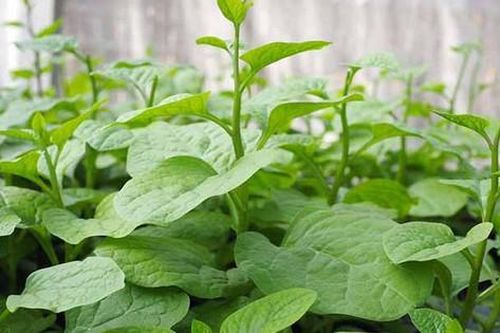 Rau mồng tơi mát, bổ nhưng 4 nhóm người này không nên ăn
