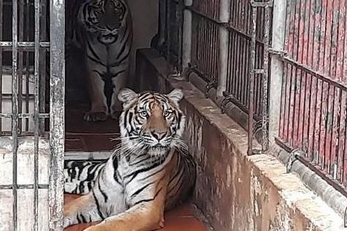 Người dân Sơn La phát hiện 2 cá thể hổ