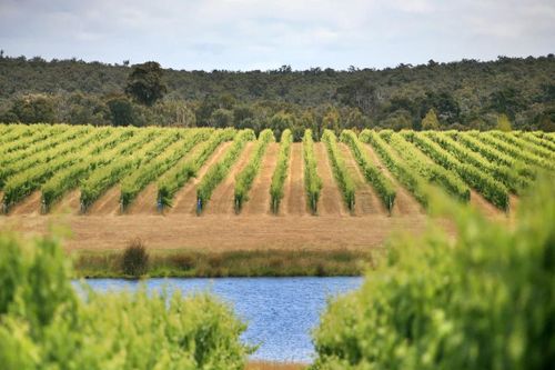 Australia có nhiều rượu vang ngon nhất thế giới